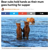 【海外発！Breaking News】母クマの狩りを、手をつないで見守る2頭の子グマ（米）