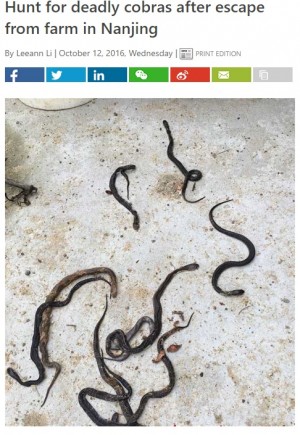 【海外発！Breaking News】無許可繁殖の農家からコブラ200匹が脱走　摘発を恐れ2か月極秘に（中国）