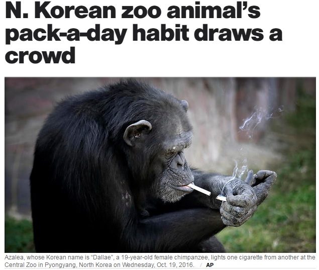 一日1箱タバコを吸うチンパンジー（出典：http://www.cbsnews.com）