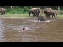 【海外発！Breaking News】タイの心優しい子象、溺れそうな男性を救出「早くこの鼻につかまって」＜動画あり＞