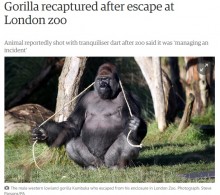 【海外発！Breaking News】ロンドン動物園でゴリラが飼育舎から脱走　直前に「ここから出たい」と意思表示か