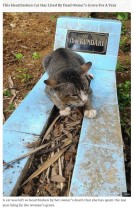 【海外発！Breaking News】飼い主のお墓のそばで　1年間暮らす猫（インドネシア）