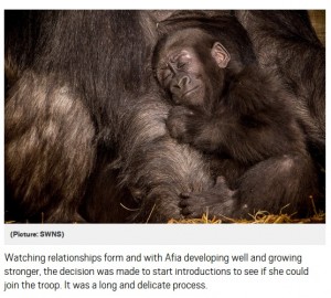 【海外発！Breaking News】帝王切開で生まれ病弱だったゴリラの赤ちゃん、元気になって新しいママにべったり（英）