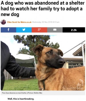 【海外発！Breaking News】保護された迷い犬　飼い主が見つかるも「別の犬を引き取りたい」と裏切られる（米）