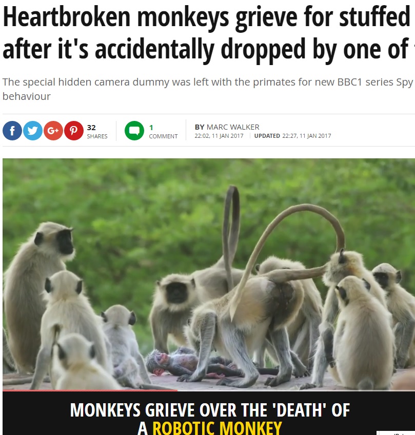 赤ちゃん猿の死を悲しむ群れ（出典：http://www.mirror.co.uk）