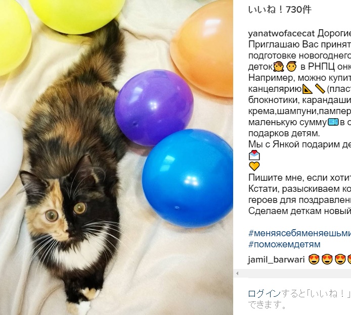 4つのテイストが魅力の猫“ヤナちゃん”（出典：https://www.instagram.com/yanatwofacecat）