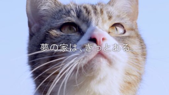 猫が見つけた家が豪華すぎる！