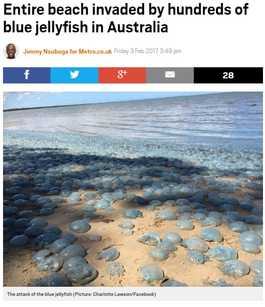 豪ブリスベンの浜辺に大量のクラゲ（出典：http://metro.co.uk）