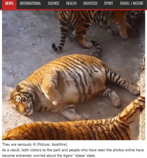 【海外発！Breaking News】中国・繁殖基地のシベリアトラ　太りすぎて“巨大なネコ”に！
