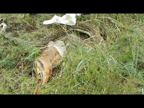 シカを吐き出すヘビの貴重な映像（出典：https://www.youtube.com）