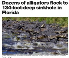 【海外発！Breaking News】200頭のアリゲーターが日向ぼっこ　フロリダの州立公園で