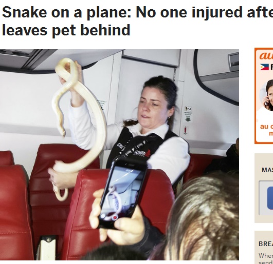 客室乗務員、安全運航のためなら大蛇さえも掴む（出典：http://www.masslive.com）