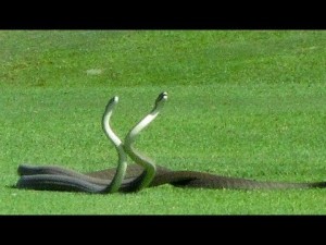 【海外発！Breaking News】2匹の毒ヘビ、ダンスのように絡み合う（南ア）＜動画あり＞