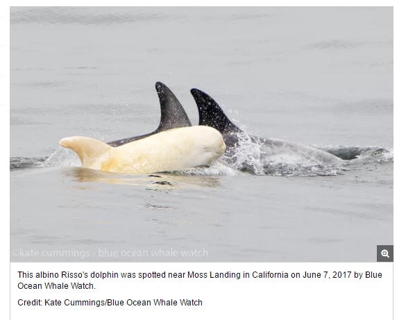 アルビノの子イルカ（画像は『Live Science　2017年6月14日付「Rare Albino Dolphin Spotted Off California Coast」（Credit: Kate Cummings/Blue Ocean Whale Watch）』のスクリーンショット）
