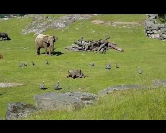鳥と遊びたくて仕方がない子ゾウ（画像は『RM Videos　2017年6月22日公開 YouTube「Baby elephant chasing birds」（Jukin Media Verified）』のサムネイル）