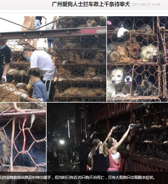中国の動物保護団体が「玉林犬肉祭り」に運ばれる途中で多数の犬を保護（画像は『網易新聞　2017年6月21日付「广州爱狗人士拦车救上千条待宰犬」』のスクリーンショット）