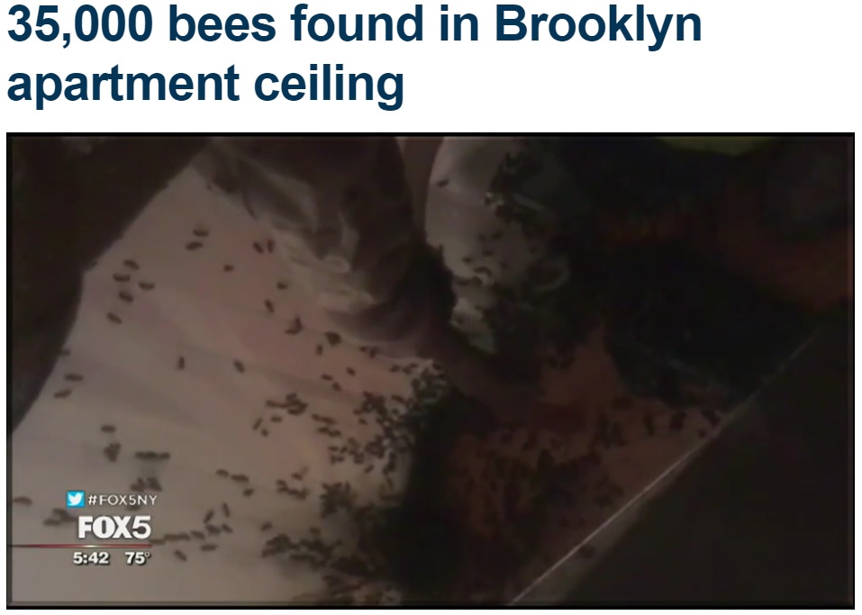 天井裏に巨大なハチの巣が！（画像は『Fox 5 NY　2017年7月7日付「35,000 bees found in Brooklyn apartment ceiling」』のスクリーンショット）