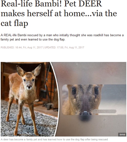 救助された子鹿、そのまま暮らすように（画像は『Express　2017年8月11日付「Real-life Bambi! Pet DEER makes herself at home...via the cat flap」（SWNS）』のスクリーンショット）