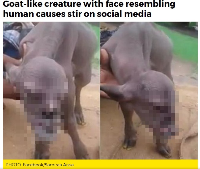 インドの人面ヤギが話題に（画像は『AsiaOne　2017年8月21日付「Goat-like creature with face resembling human causes stir on social media」（PHOTO: Facebook/Samiraa Aissa）』のスクリーンショット　　画像を一部加工しています）