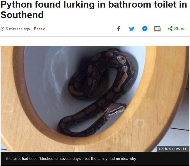 便器にニシキヘビが…（画像は『BBC News　2017年9月4日付「Python found lurking in bathroom toilet in Southend」（LAURA COWELL）』のスクリーンショット）