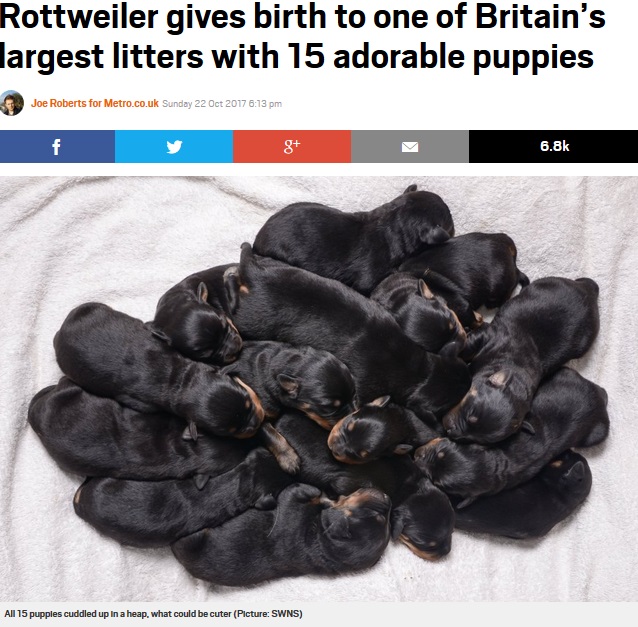 2歳のロットワイラー犬から15匹の仔犬が誕生（画像は『Metro 2017年10月22日付「Rottweiler gives birth to one of Britain’s largest litters with 15 adorable puppies」（Picture: SWNS）』のスクリーンショット）