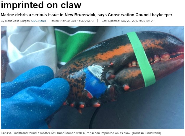 ロブスターにペプシコーラ缶の模様が（画像は『CBC.ca　2017年11月29日付「Grand Manan fisherman finds lobster with Pepsi can imprinted on claw」』のスクリーンショット）