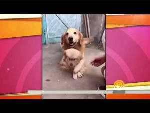 【海外発！Breaking News】産まれたばかりの仔犬を必死で守る過保護なパパ犬＜動画あり＞