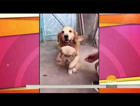 パパ犬が過保護すぎる？（画像は『TV Today　2017年11月15日公開 YouTube「Watch this doggie daddy protect his pup」』のサムネイル）