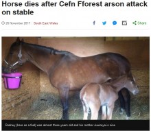 【海外発！Breaking News】優秀な競争馬を育ててきたブリーダーの馬小屋が放火　2歳の子馬が犠牲に（英）