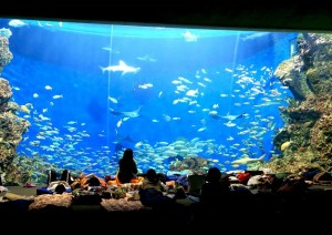 年末年始に水族館で一晩過ごす　鴨川シーワールド「トロピカルアイランド ・ナイトステイ」開催