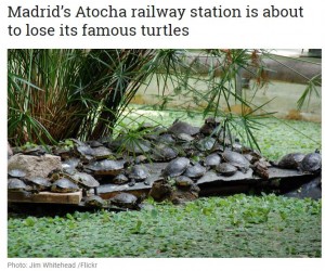 【海外発！Breaking News】駅に生息する約300匹のカメ　増えすぎて“新居”にお引越しへ（スペイン）