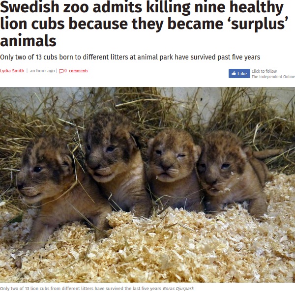 スウェーデンの動物園で健康な子ライオン9頭が安楽死（画像は『The Independent　2018年1月12日付「Swedish zoo admits killing nine healthy lion cubs because they became ‘surplus’ animals」（Boras Djurpark）』のスクリーンショット）