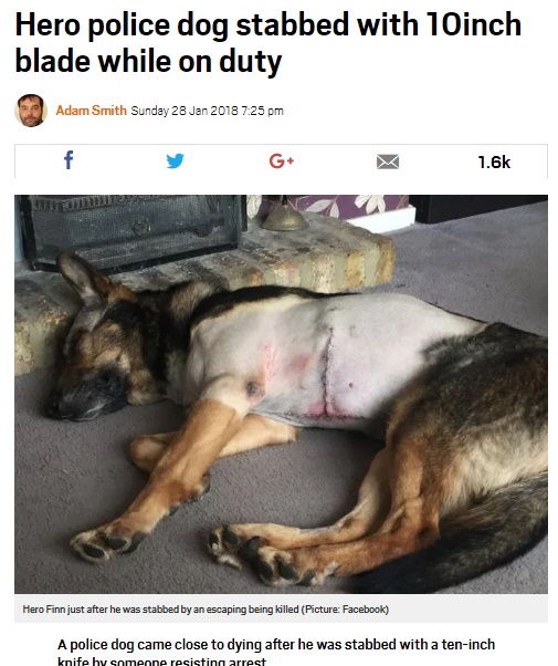 犯人に腹部を切り裂かれた警察犬（画像は『Metro　2018年1月28日付「Hero police dog stabbed with 10inch blade while on duty」（Picture：Facebook）』のスクリーンショット）