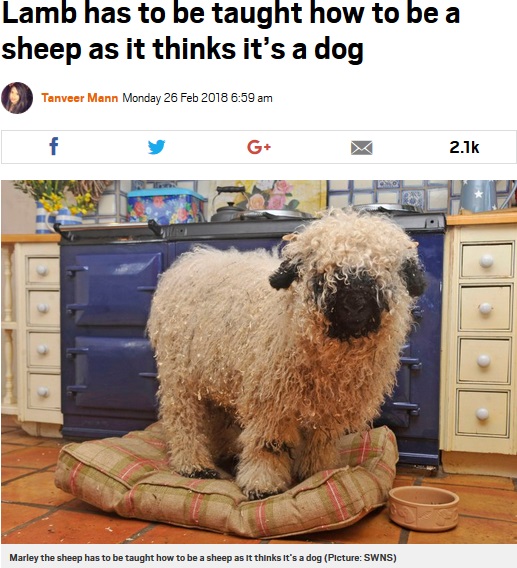 飼い主は「羊らしく」生活できるように訓練中（画像は『Metro　2018年2月26日付「Lamb has to be taught how to be a sheep as it thinks it’s a dog」（Picture: SWNS）』のスクリーンショット）