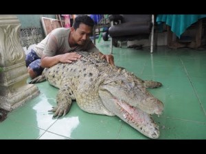 【海外発！Breaking News】ワニを飼って20年になるインドネシアの一家　体重200kgに成長も「家族の一員」＜動画あり＞