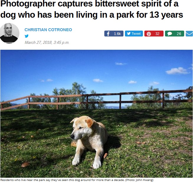 公園に住み続ける犬、その理由を誰も知らず（画像は『Mother Nature Network　2018年3月27日付「Photographer captures bittersweet spirit of a dog who has been living in a park for 13 years」（Photo: John Hwang）』のスクリーンショット）