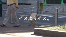 「その家具の使い方、間違ってる」ツッコミ待ち動画が、不思議な世界観