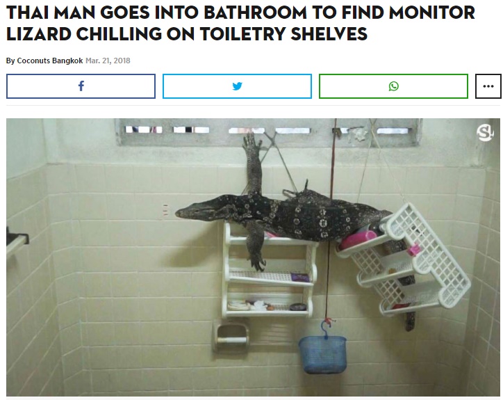 バスルームに巨大トカゲが！（画像は『Coconuts Bangkok　2018年3月21日付「Thai man goes into bathroom to find monitor lizard chilling on toiletry shelves」（Photo: Sanook）』のスクリーンショット）