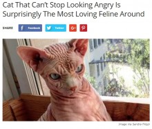 【海外発！Breaking News】普通ではない“怒り”の表情を持つネコのジェルダン君（スイス）