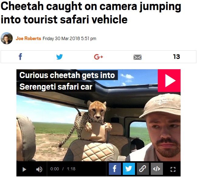 サファリ旅行中、車窓からチーターが侵入！（画像は『Metro　2018年3月30日付「Cheetah caught on camera jumping into tourist safari vehicle」』のスクリーンショット）