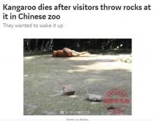 【海外発！Breaking News】「起きろ！」寝ていたカンガルー、見学者の投石により死亡　中国の動物園で