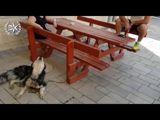 曲に合わせて歌い始める犬（画像は『Israel Police　2018年4月11日公開 YouTube「איחוד בין כלב מזמר שאבד לבין בעליו」』のサムネイル）