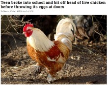 【海外発！Breaking News】校内鶏小屋で17歳男子生徒がニワトリの頭を食いちぎる　「スゴイだろうと自慢したかった」（米）
