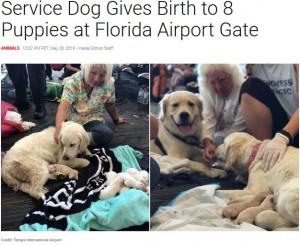 【海外発！Breaking News】空港で介助犬が8匹の赤ちゃんを出産　居合わせた客から拍手も（米）＜動画あり＞
