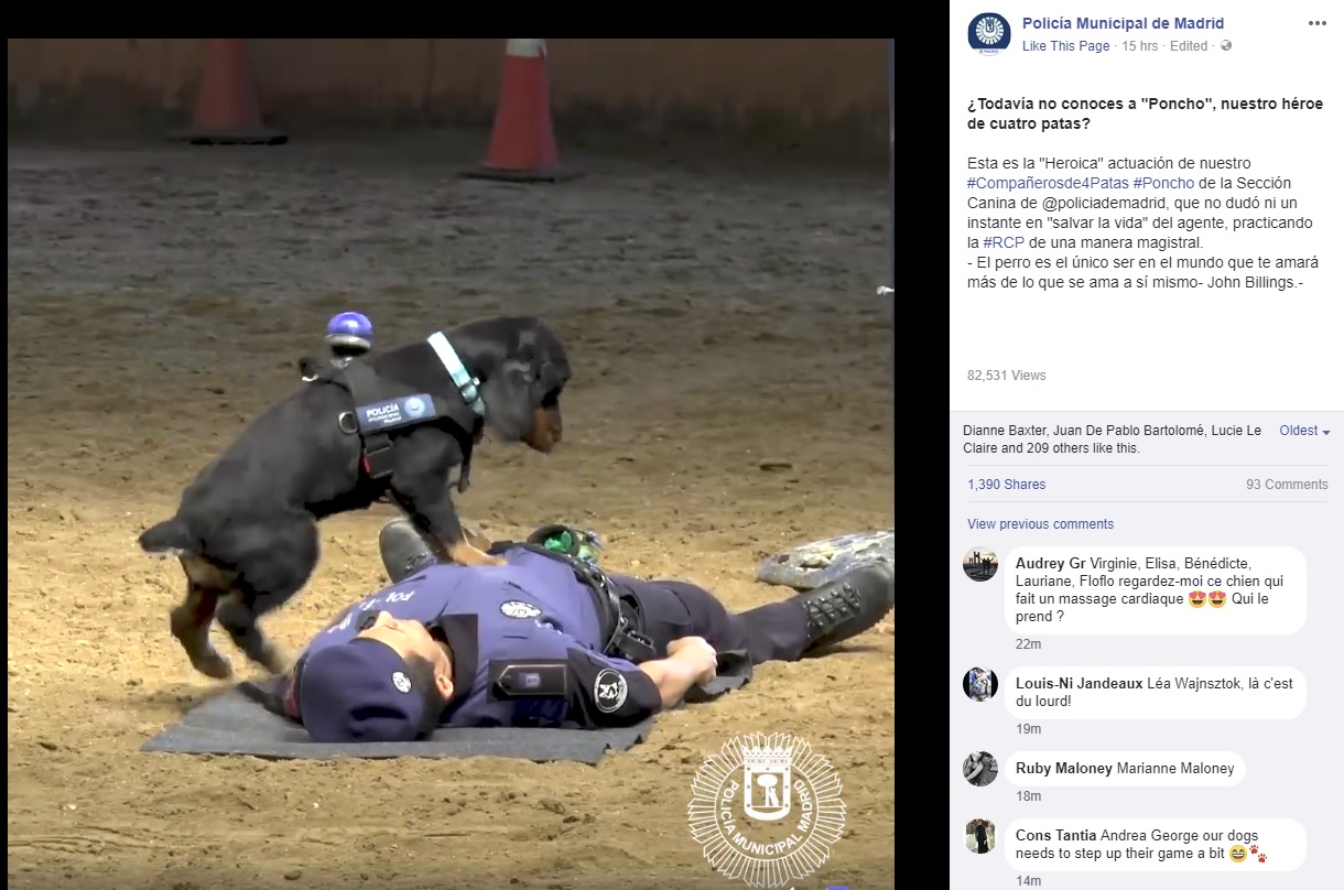 倒れた警察官に警察犬が…（画像は『Policía Municipal de Madrid　2018年6月25日付Facebook「Esta es la “Heroica” actuación de nuestro ＃Compañerosde4Patas ＃Poncho de la Sección Canina de ＠policiademadrid, que no dudó ni un instante en “salvar la vida” del agente, practicando la ＃RCP de una manera magistral.」』のスクリーンショット）