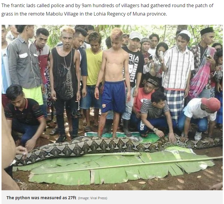 捕獲された8メートル超のヘビ（画像は『Mirror　2018年6月17日付「‘It’s like a horror movie’: Mum-of-two is cut out from 27ft python after she was eaten while gardening」（Image: Viral Press）』のスクリーンショット）