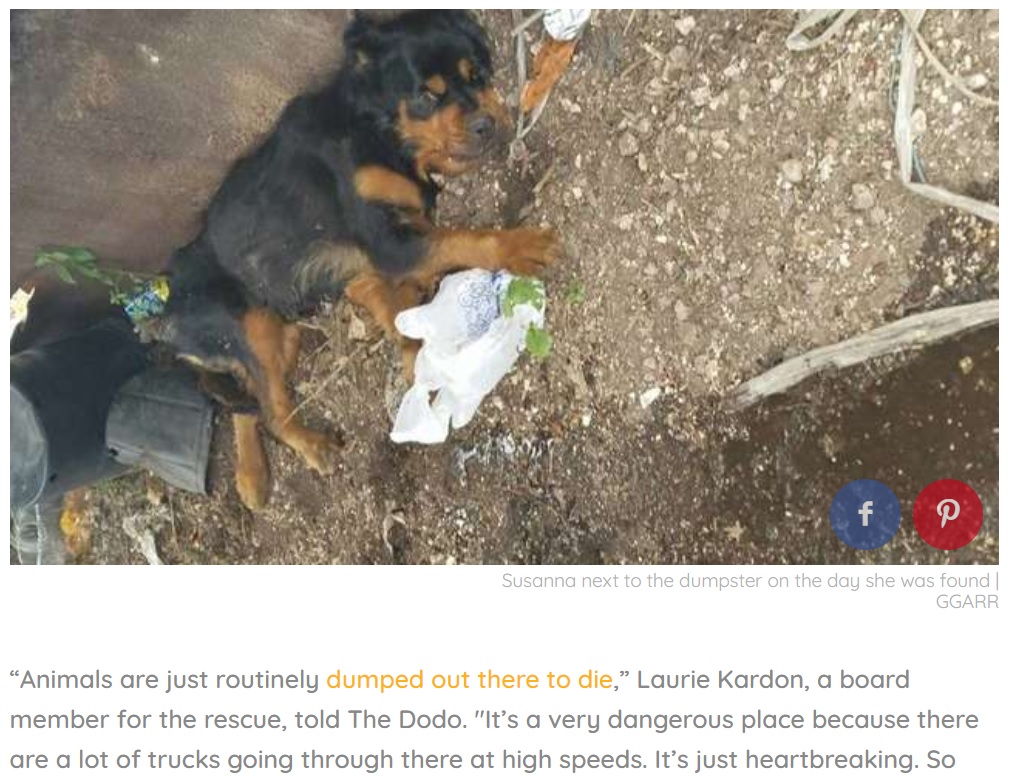 障がいを抱えた犬、心無い飼い主に無残に捨てられる（画像は『The Dodo　2018年6月21日付「Paralyzed Dog Abandoned At Dumpster Never Thought Anyone Would Find Her」（GGARR）』のスクリーンショット）