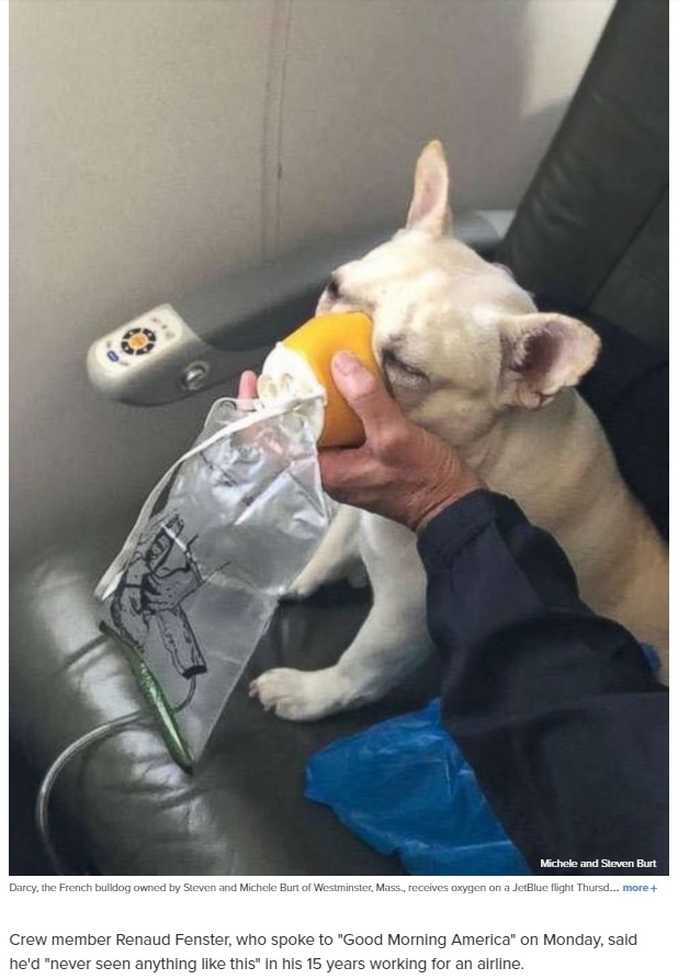 乗客の飼い犬、酸素マスクで命を救われる（画像は『ABC News　2018年7月9日付「Plane crew comes to rescue of dog with oxygen mask for flight」（Michele and Steven Burt）』のスクリーンショット）