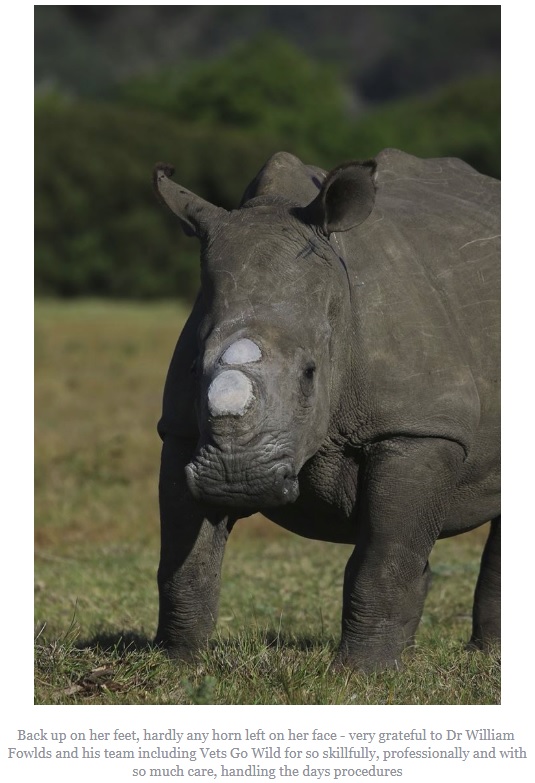 密猟を防ぐため角を短くしたばかりのサイ（画像は『Kragga Kamma Game Park　2018年6月23日付Facebook「Rhino Protection - Dehorning」』のスクリーンショット）