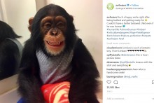 【海外発！Breaking News】動物園のチンパンジー、母親代わりに育ててくれたカップルに会うたび大喜び（米）＜動画あり＞